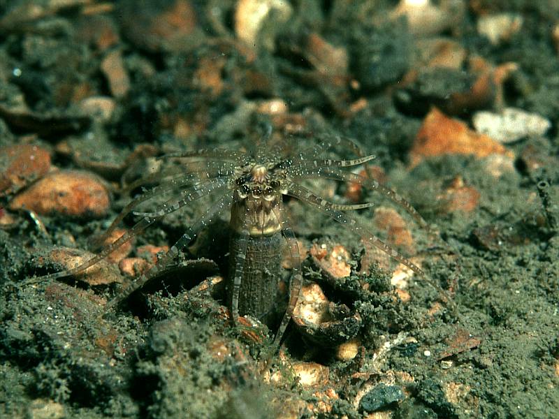 Scolanthus callimorphus